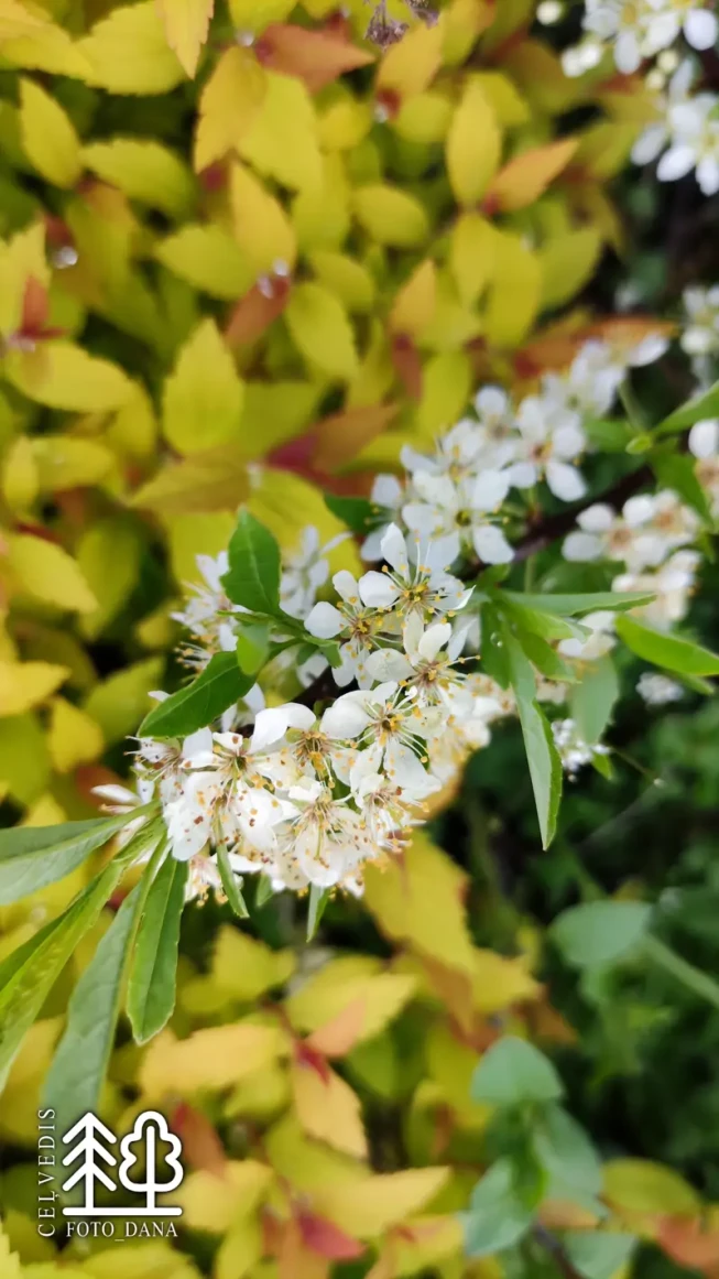 Prunus depressa var. depressa